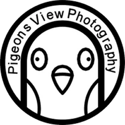 Pigeons View Photography