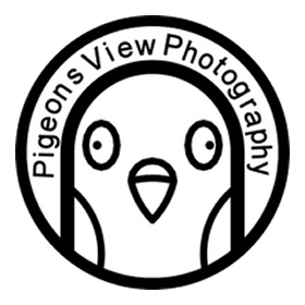 Pigeons View Photography