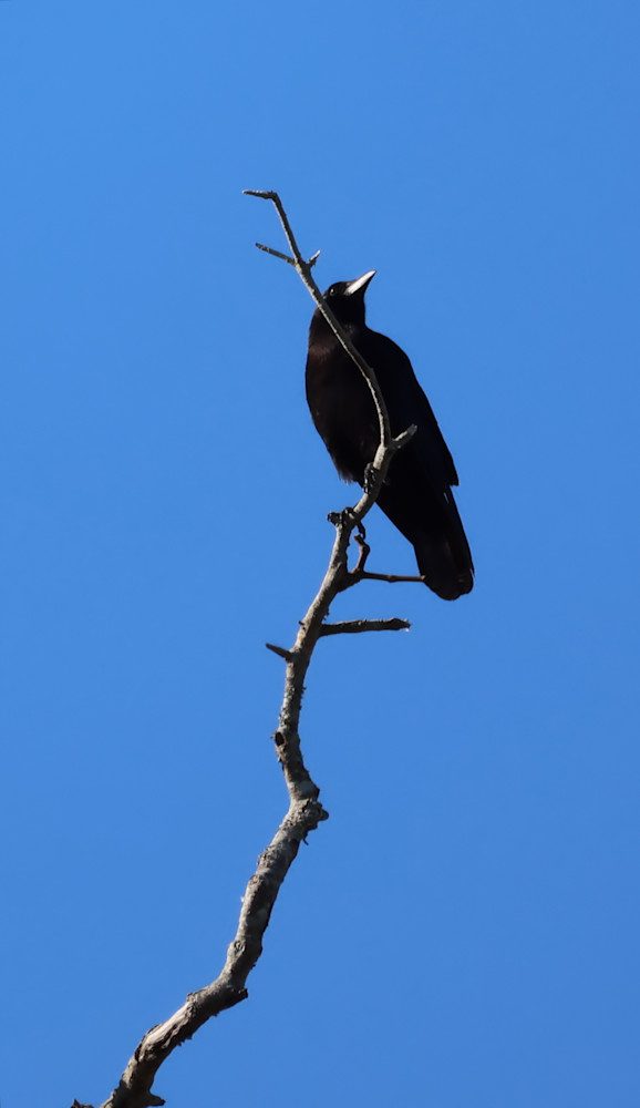 Crow sitting on tree limb