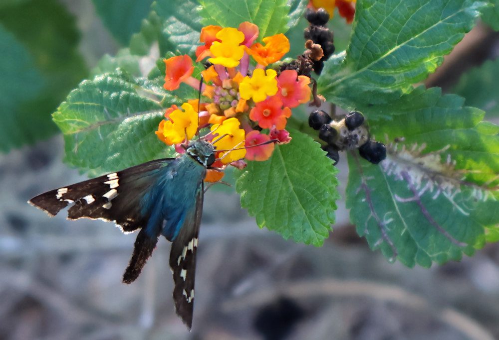 Butterfly on vibrant flowers