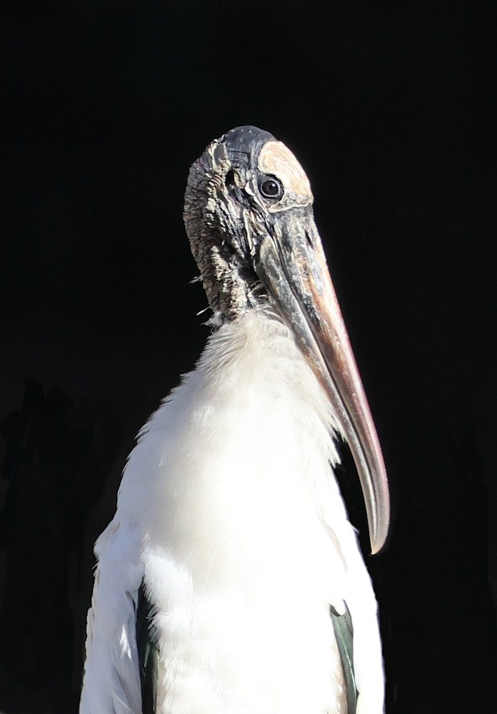 Stork with a long beak