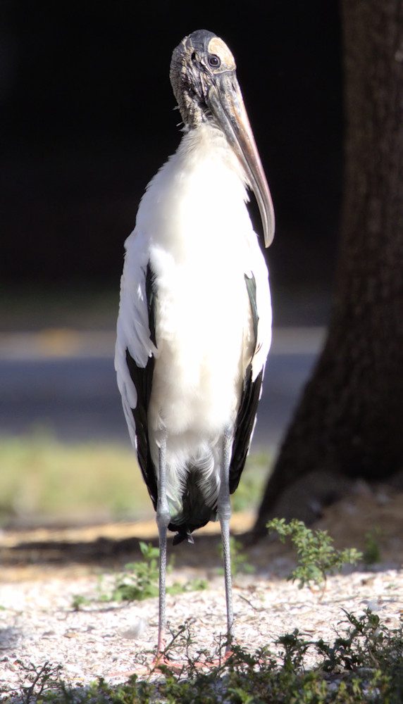 Tall bird near a tree