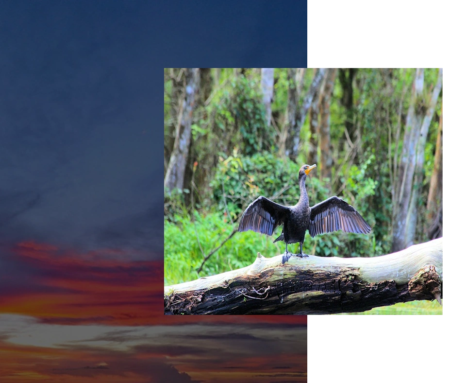 Bird spreading wings on a log