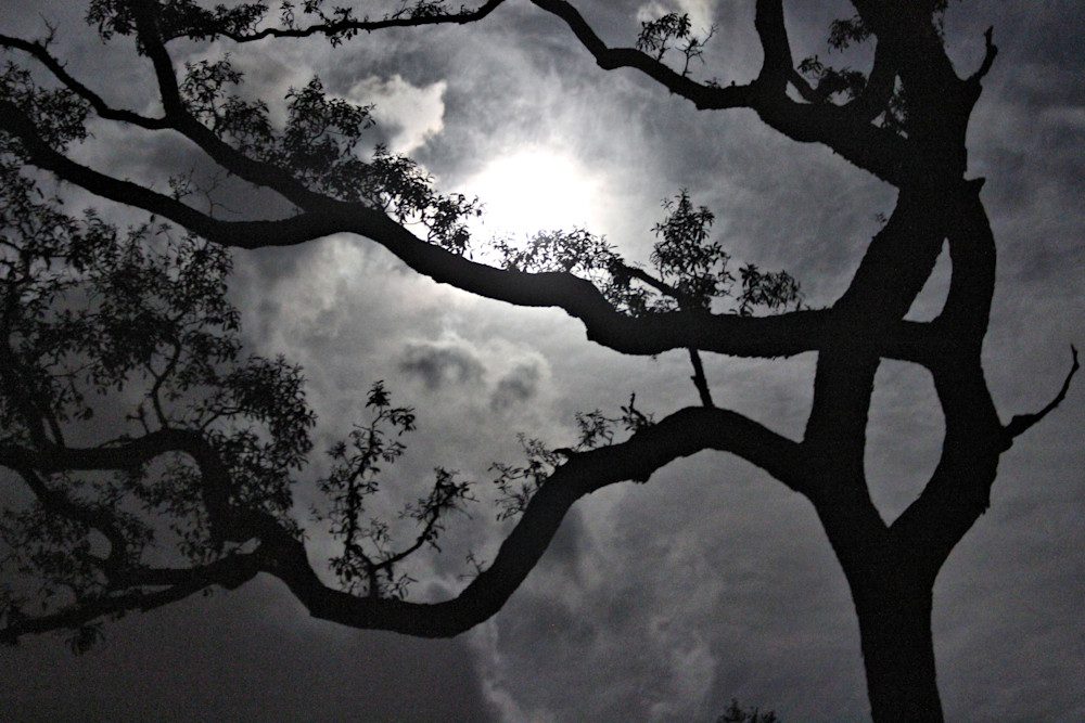 Night sky with silhouetted tree branches