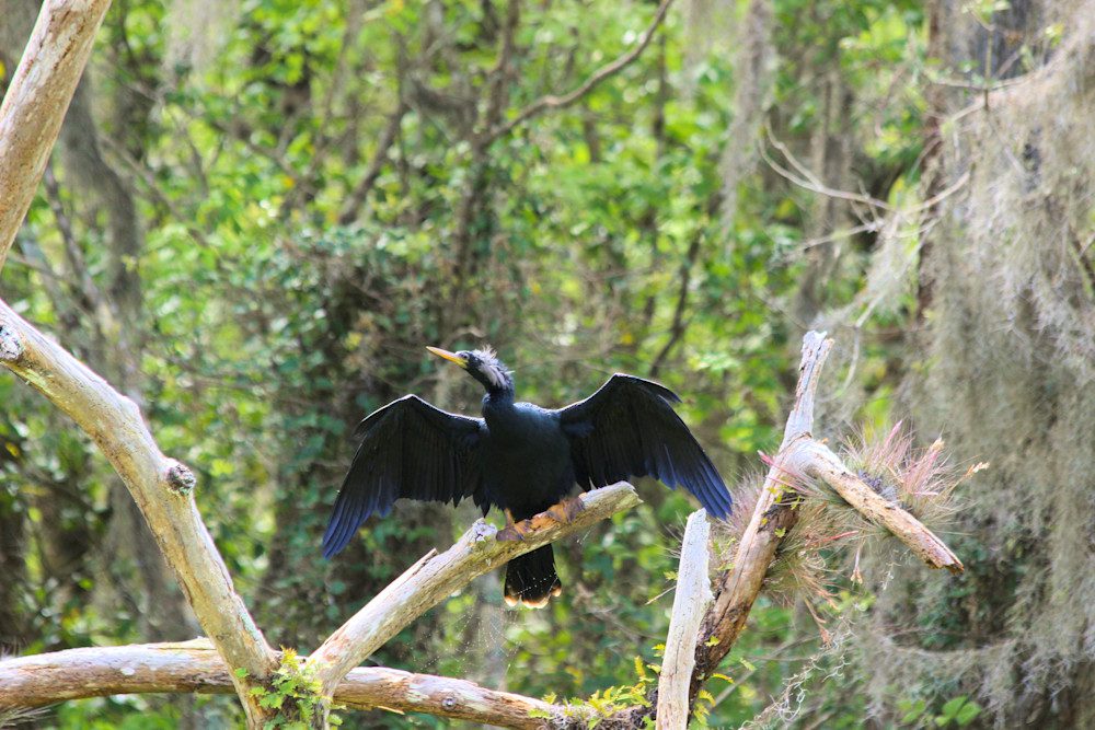 Bird drying wings in lush greenery