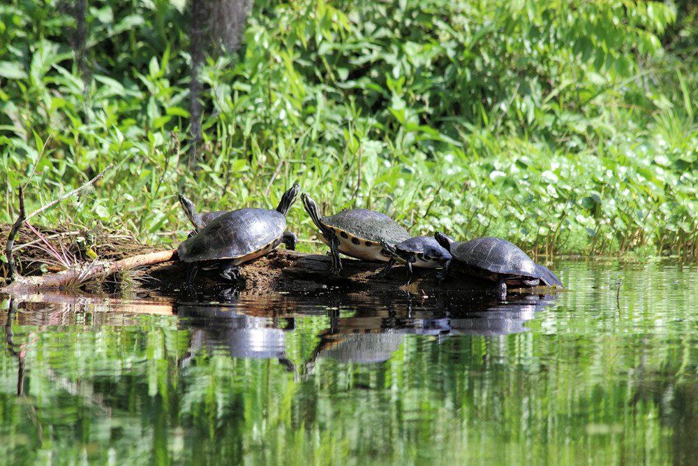 Turtles basking on a log by water