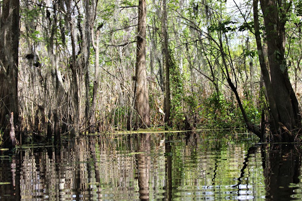Swamp with tall trees and reflections