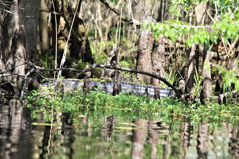 Alligator partially submerged in wetlands