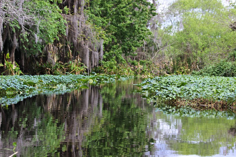 Tranquil river scene with abundant plants