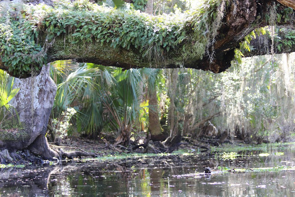 Tree branch arching above reflective water surface