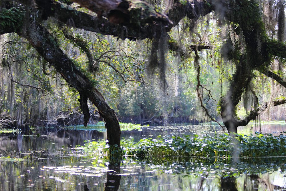 Serene swamp with hanging moss