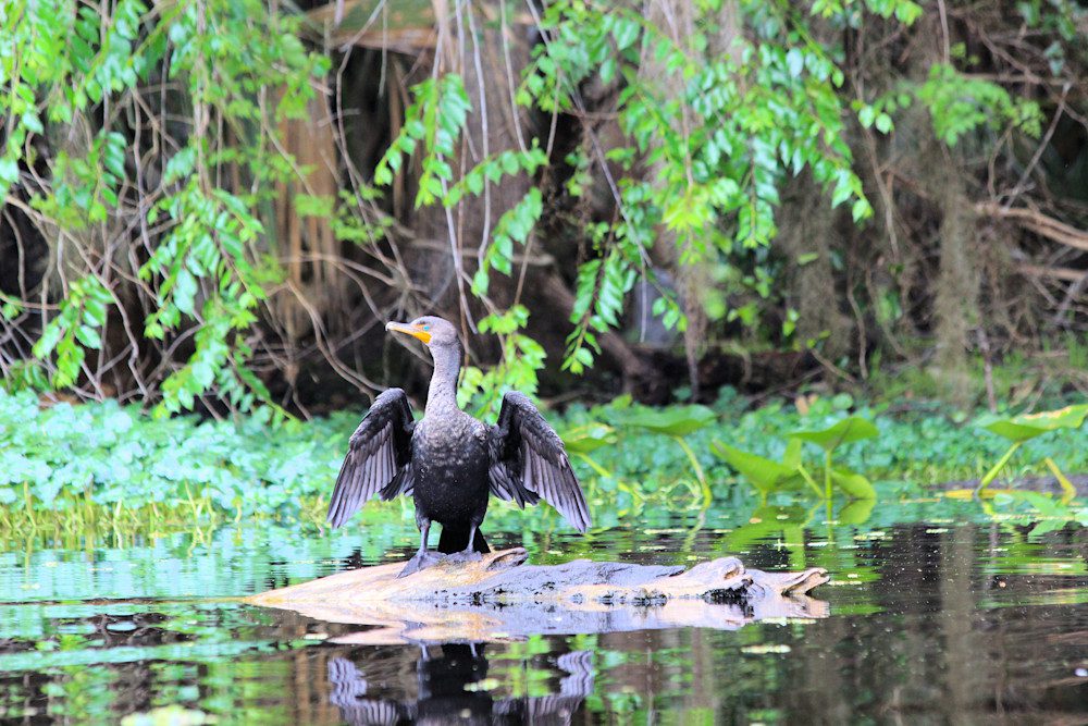Water bird spreading wings near foliage