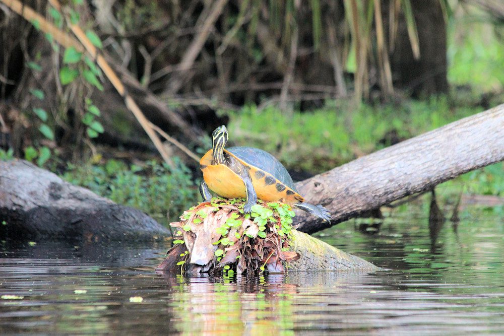 Turtle sunbathing on log