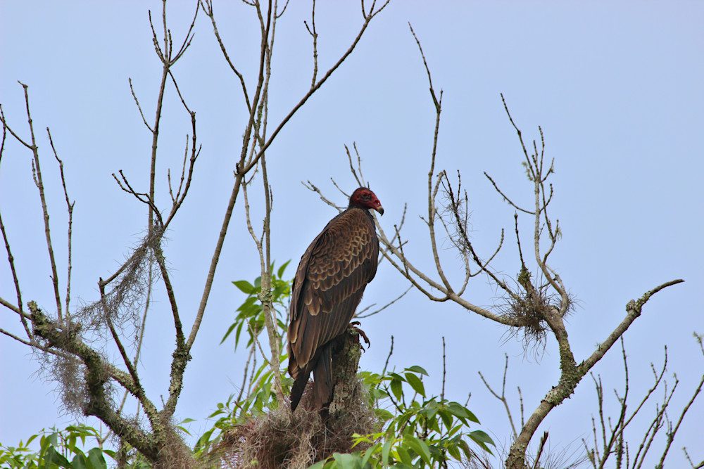 Vulture perched on tree branches