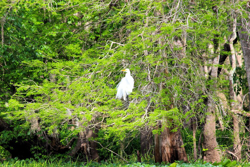 Egret resting among vibrant forest foliage.