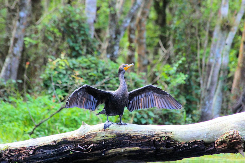 Black bird perched in woodland setting