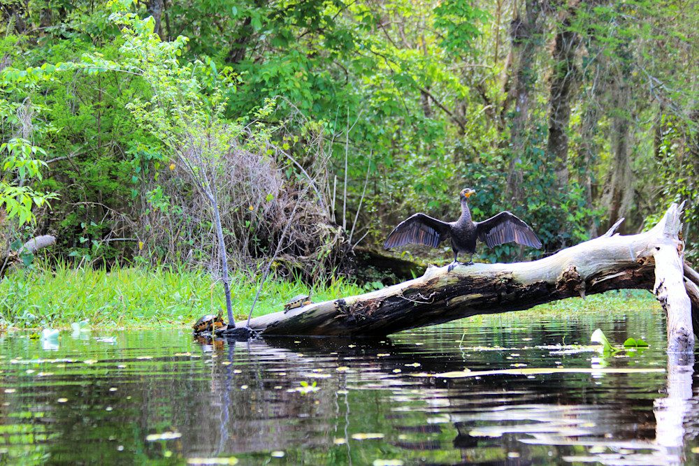 Bird drying wings on fallen log