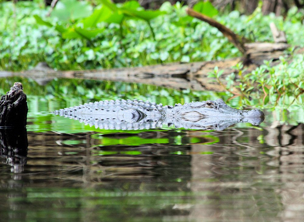 Alligator swims in lush swamp water