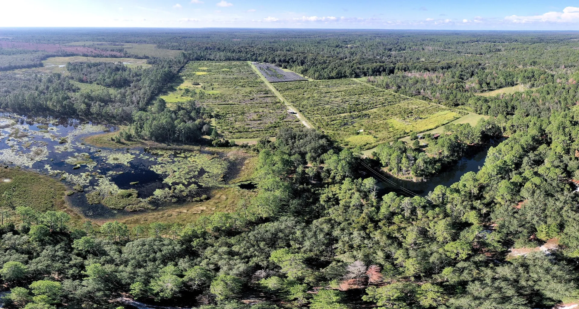 Aerial view of lush green landscape