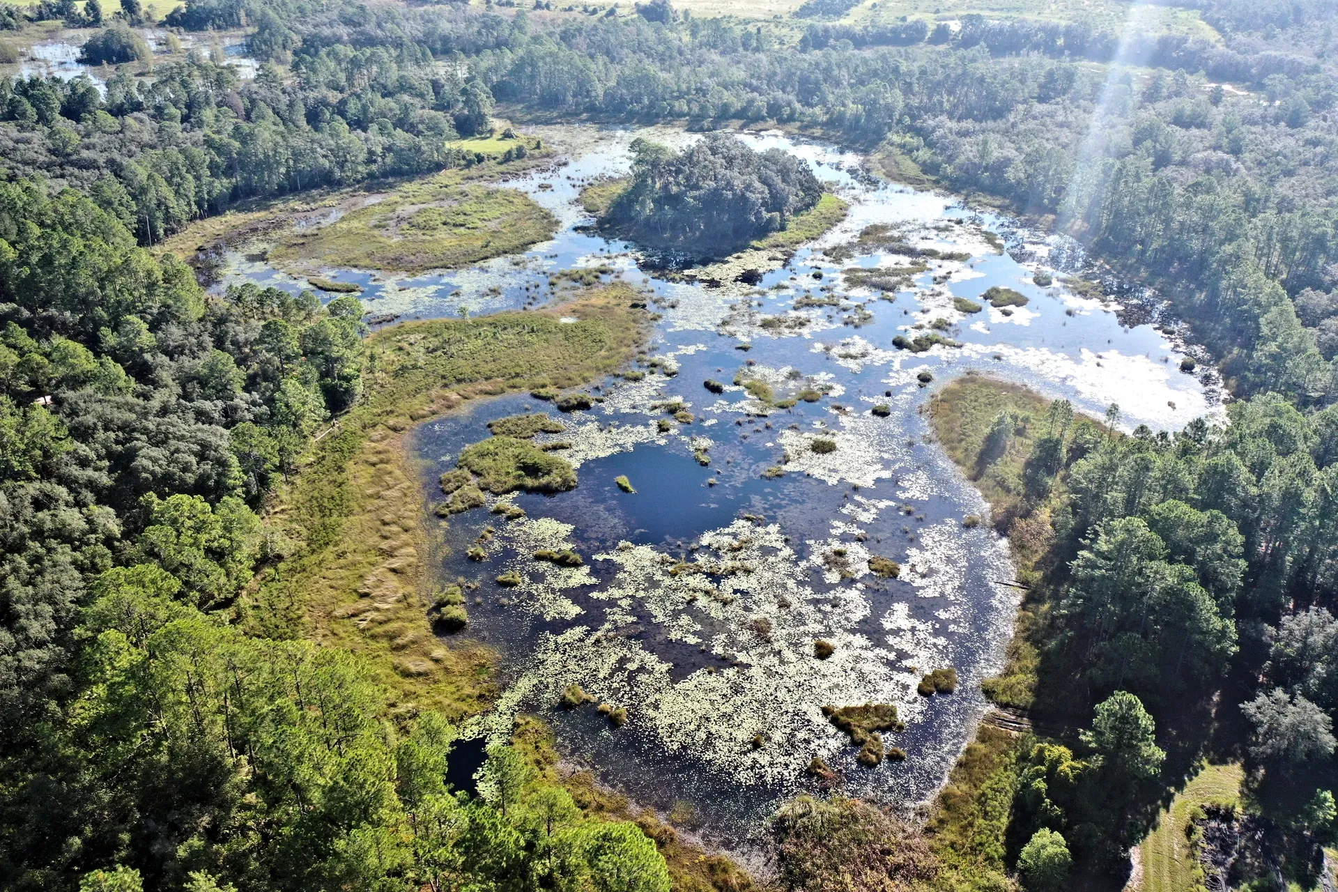 Scenic wetland surrounded by dense forest.