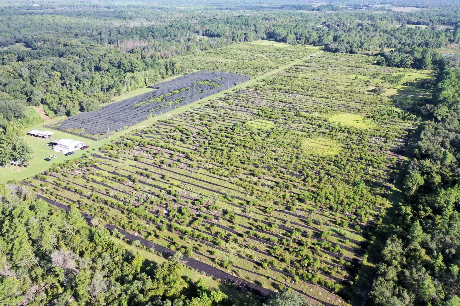 Large tree nursery surrounded by forest